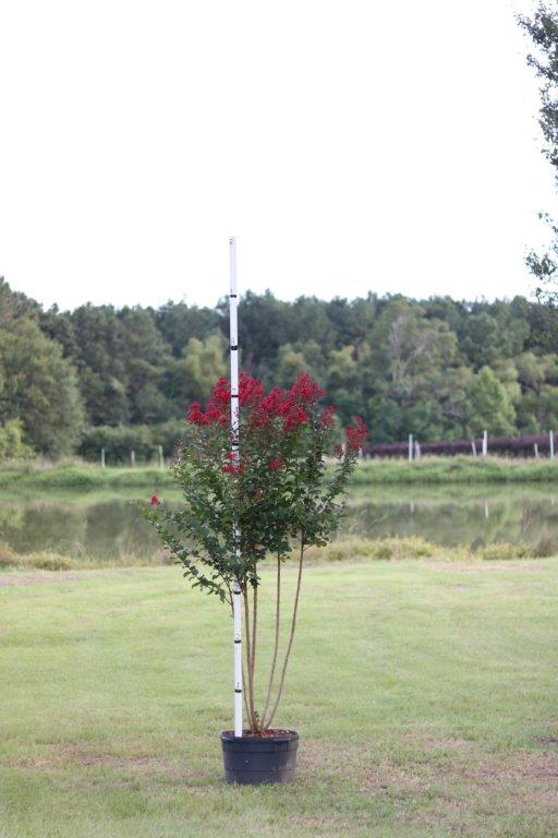 lagerstroemia-colorama-scarlet-crape-myrtle