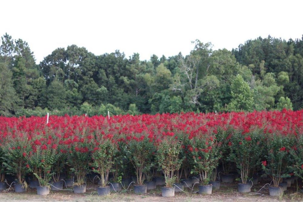 lagerstroemia-colorama-scarlet-crape-myrtle