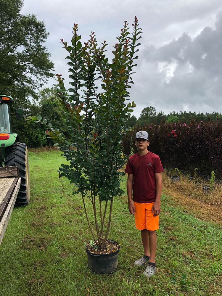 lagerstroemia-colorama-scarlet-crape-myrtle