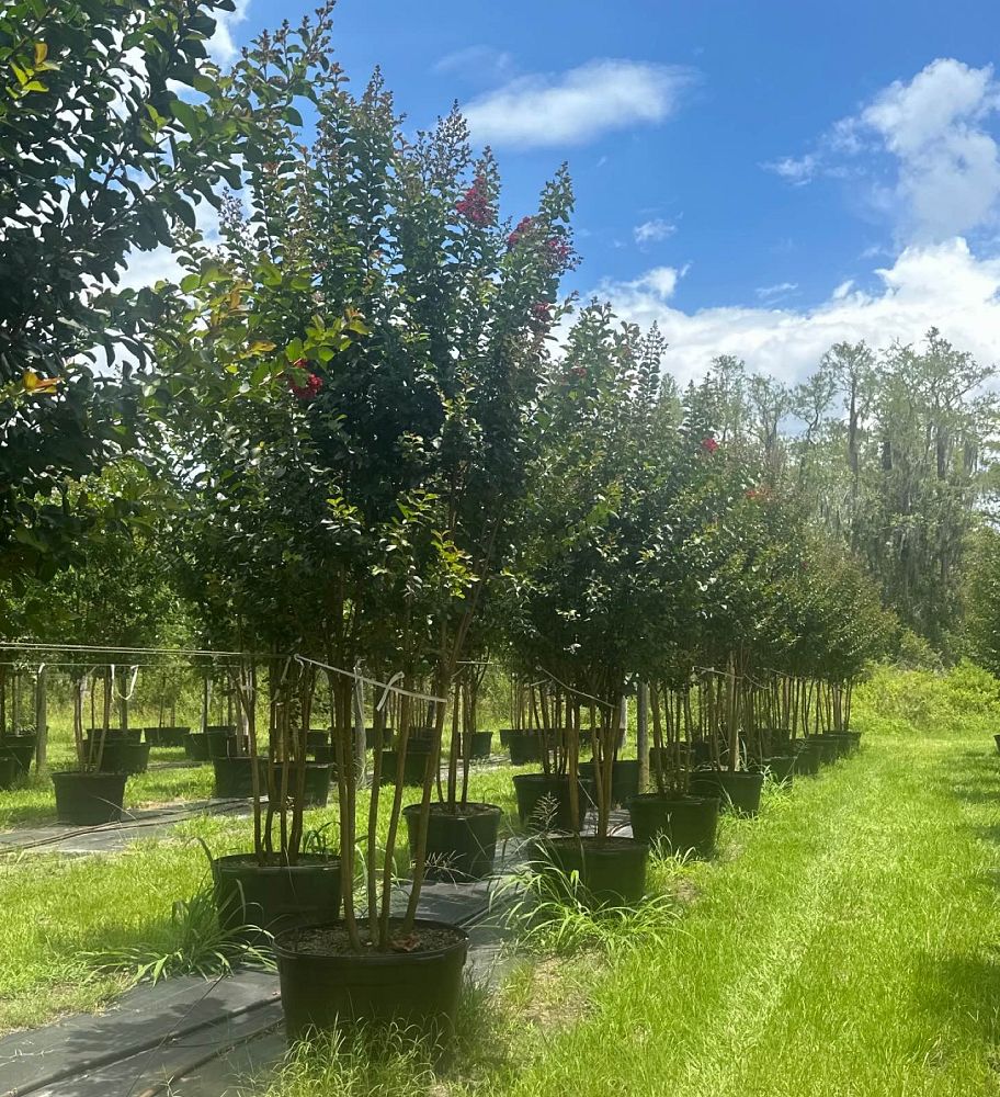 lagerstroemia-colorama-scarlet-crape-myrtle