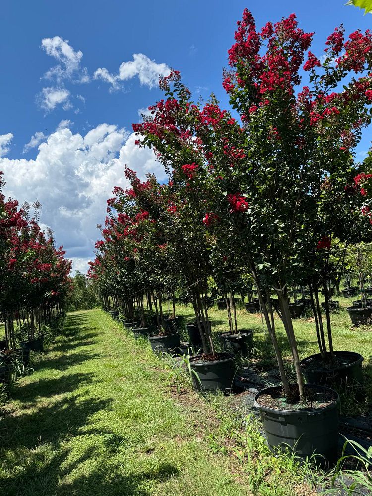 lagerstroemia-colorama-scarlet-crape-myrtle