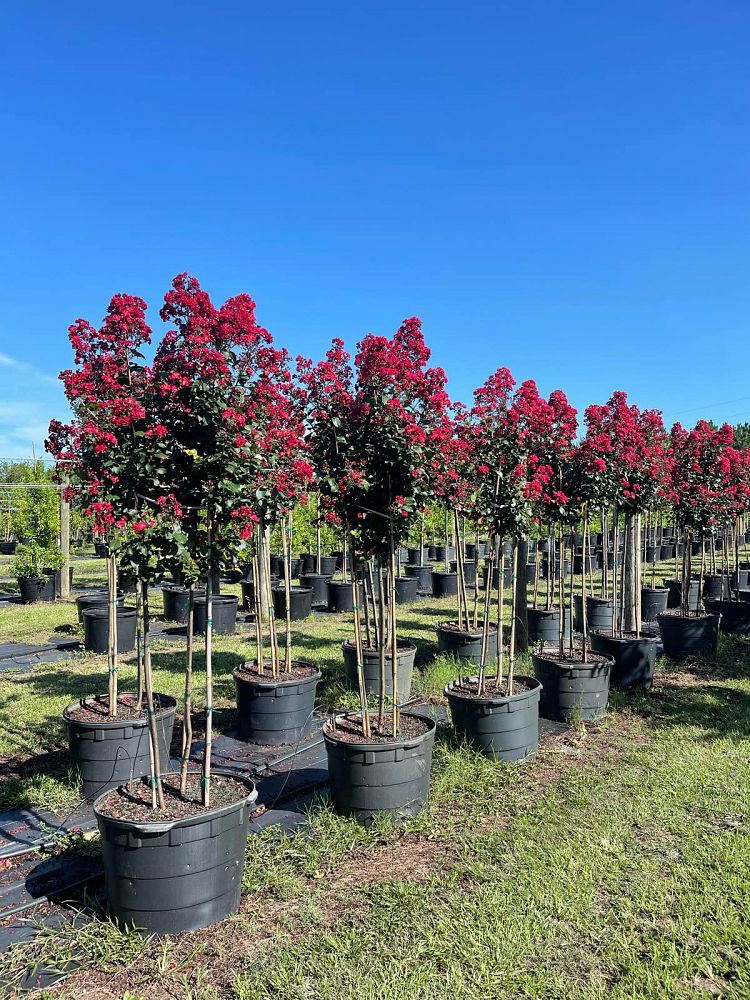 lagerstroemia-colorama-scarlet-crape-myrtle