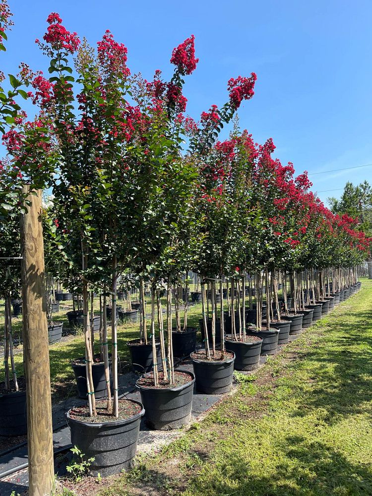 lagerstroemia-colorama-scarlet-crape-myrtle