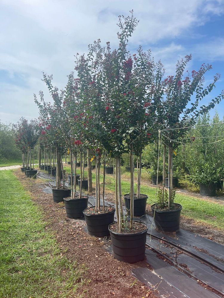 lagerstroemia-colorama-scarlet-crape-myrtle