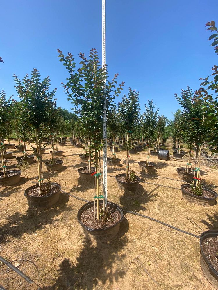 lagerstroemia-colorama-scarlet-crape-myrtle