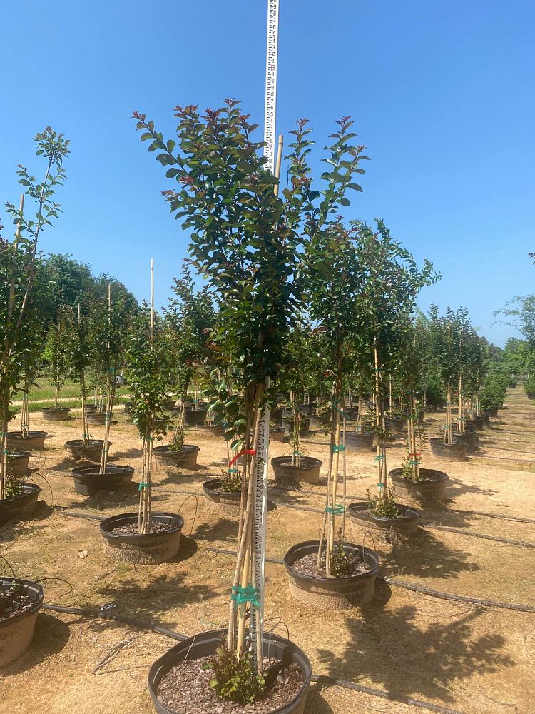 lagerstroemia-colorama-scarlet-crape-myrtle