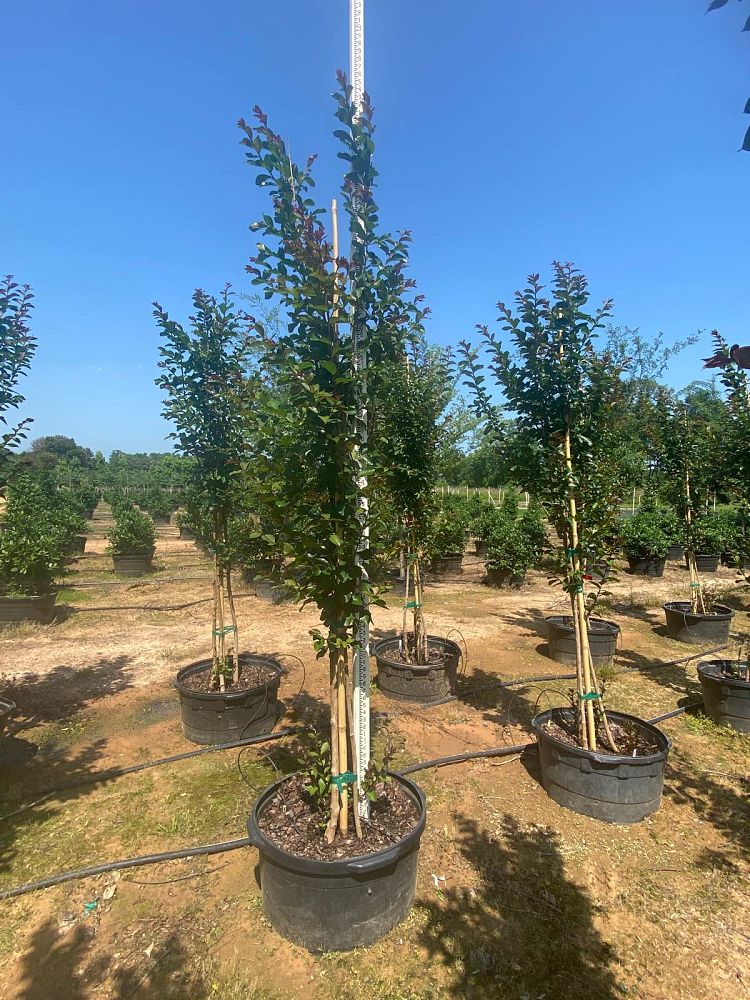 lagerstroemia-colorama-scarlet-crape-myrtle
