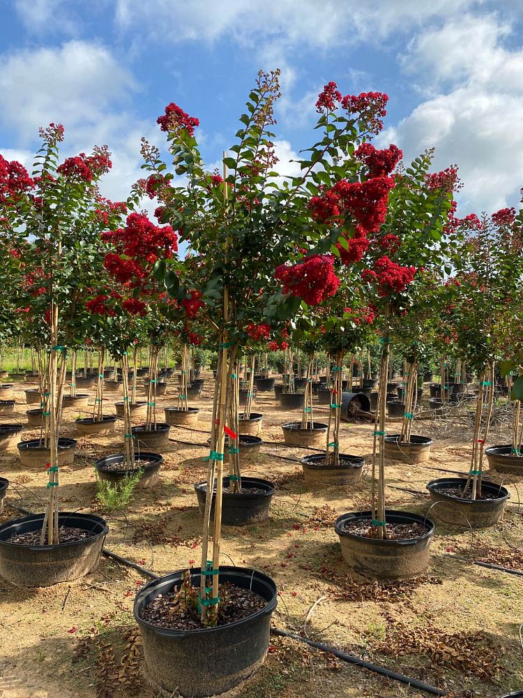 lagerstroemia-colorama-scarlet-crape-myrtle