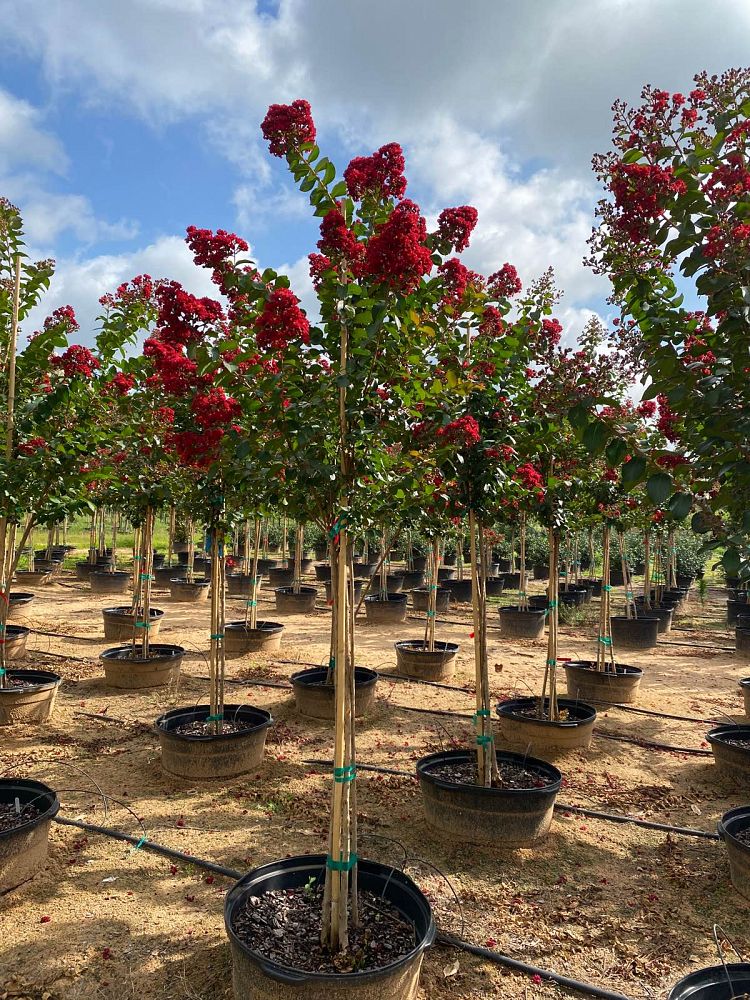 lagerstroemia-colorama-scarlet-crape-myrtle