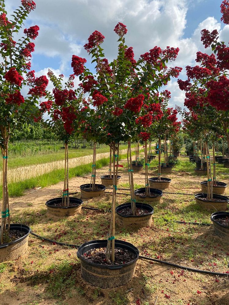 lagerstroemia-colorama-scarlet-crape-myrtle