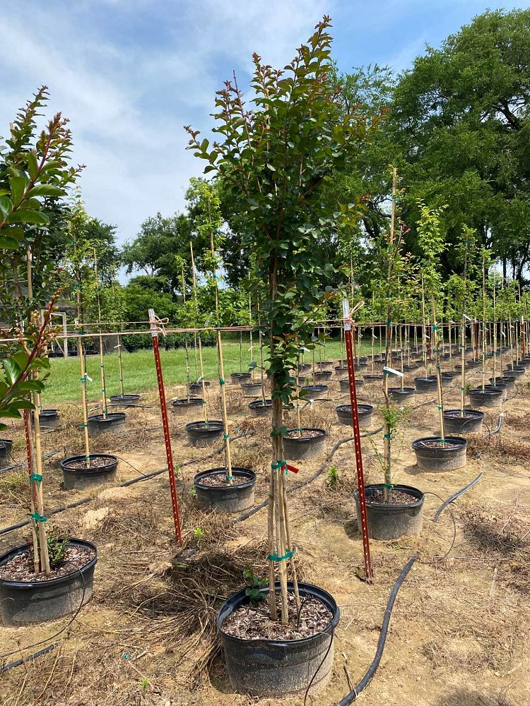lagerstroemia-colorama-scarlet-crape-myrtle