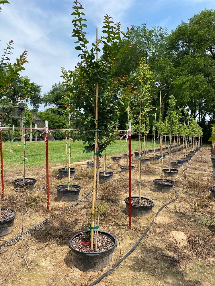 lagerstroemia-colorama-scarlet-crape-myrtle