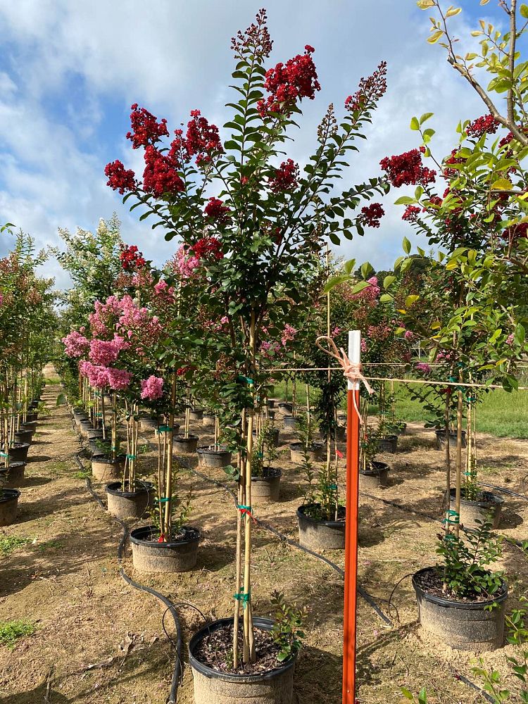 lagerstroemia-colorama-scarlet-crape-myrtle