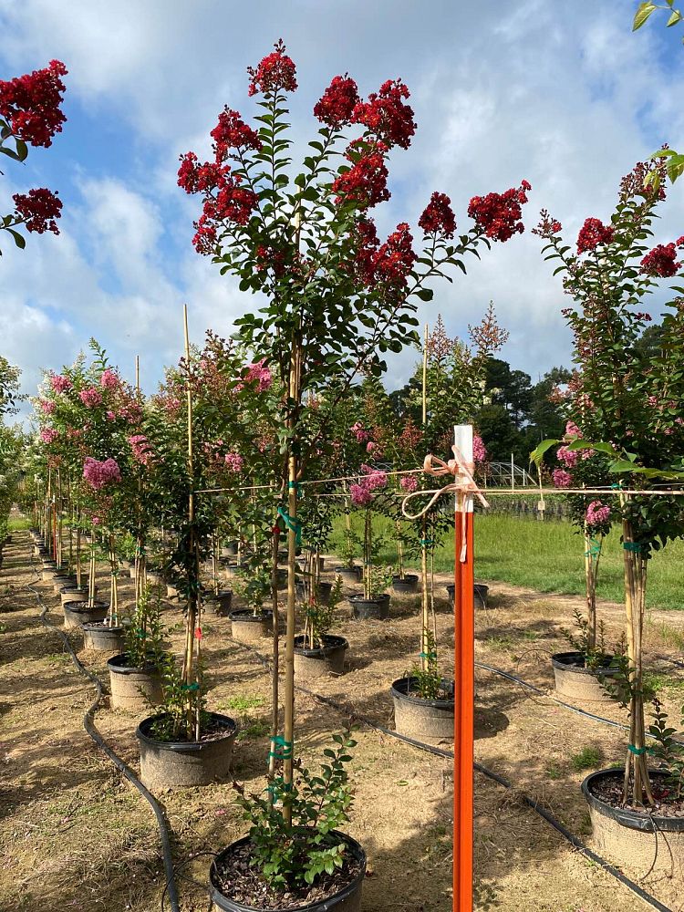 lagerstroemia-colorama-scarlet-crape-myrtle