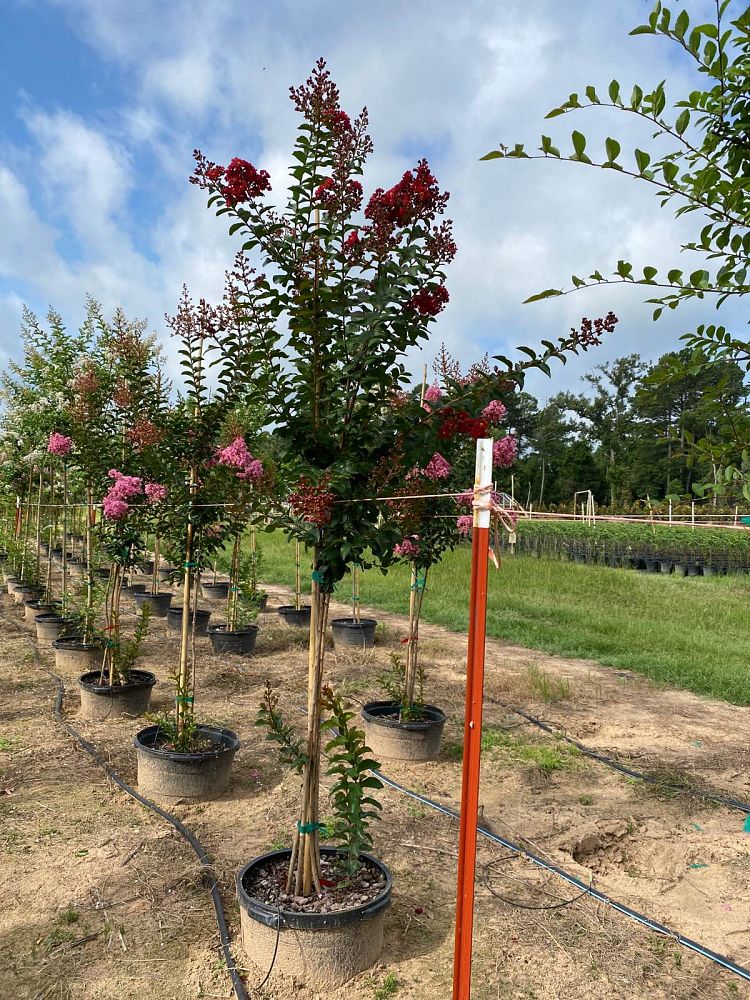 lagerstroemia-colorama-scarlet-crape-myrtle