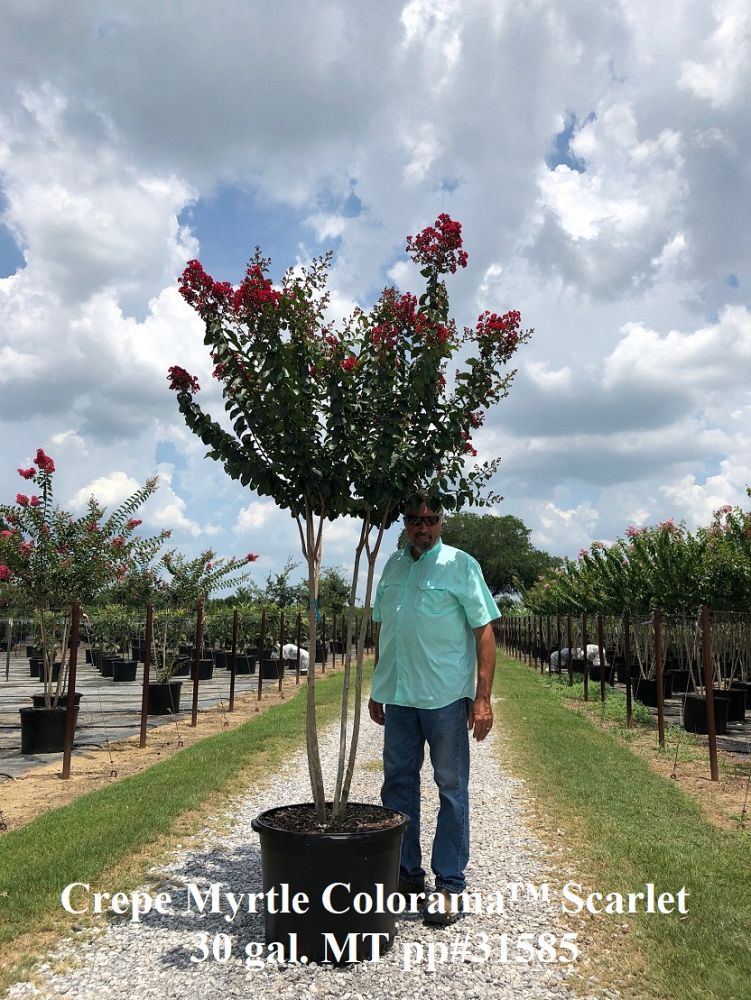 lagerstroemia-colorama-scarlet-crape-myrtle
