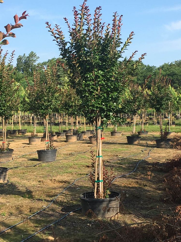 lagerstroemia-colorama-scarlet-crape-myrtle