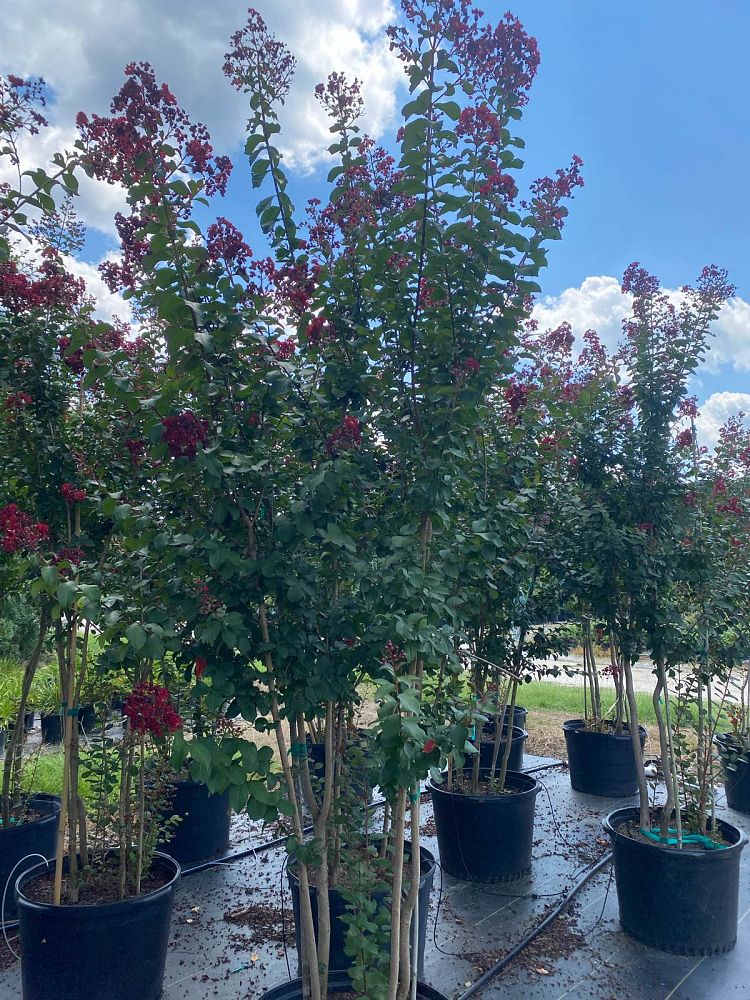lagerstroemia-colorama-scarlet-crape-myrtle