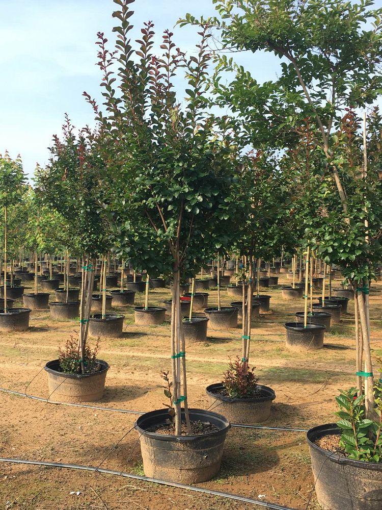 lagerstroemia-colorama-scarlet-crape-myrtle