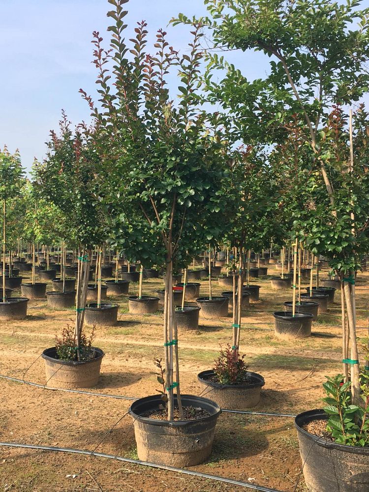 lagerstroemia-colorama-scarlet-crape-myrtle