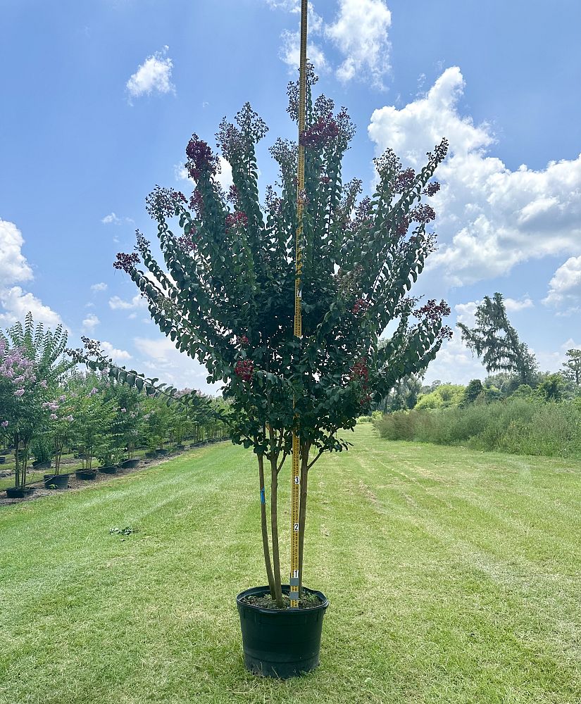 lagerstroemia-colorama-scarlet-crape-myrtle