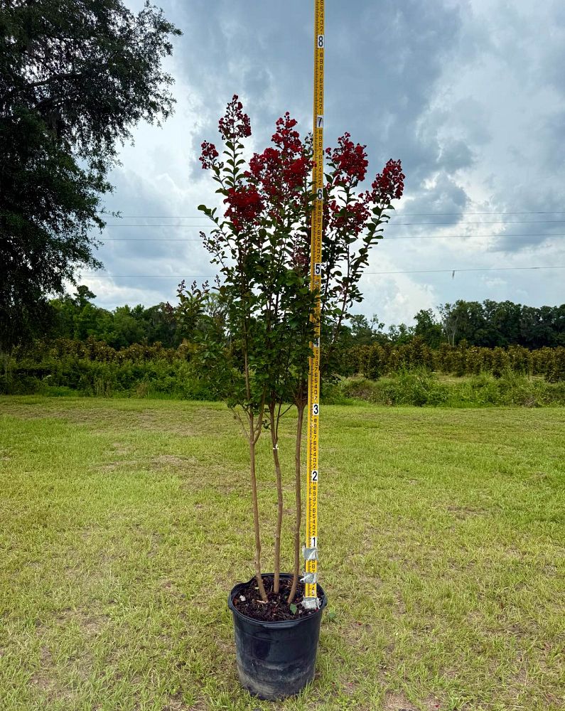 lagerstroemia-colorama-scarlet-crape-myrtle