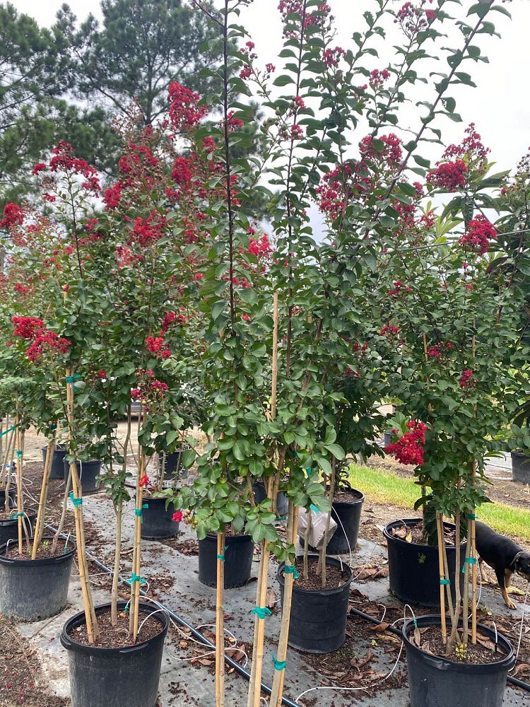 lagerstroemia-colorama-scarlet-crape-myrtle