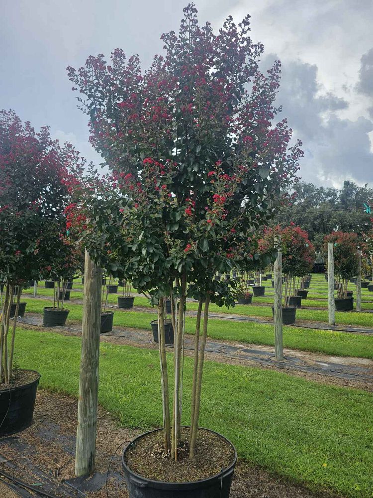 lagerstroemia-colorama-scarlet-crape-myrtle