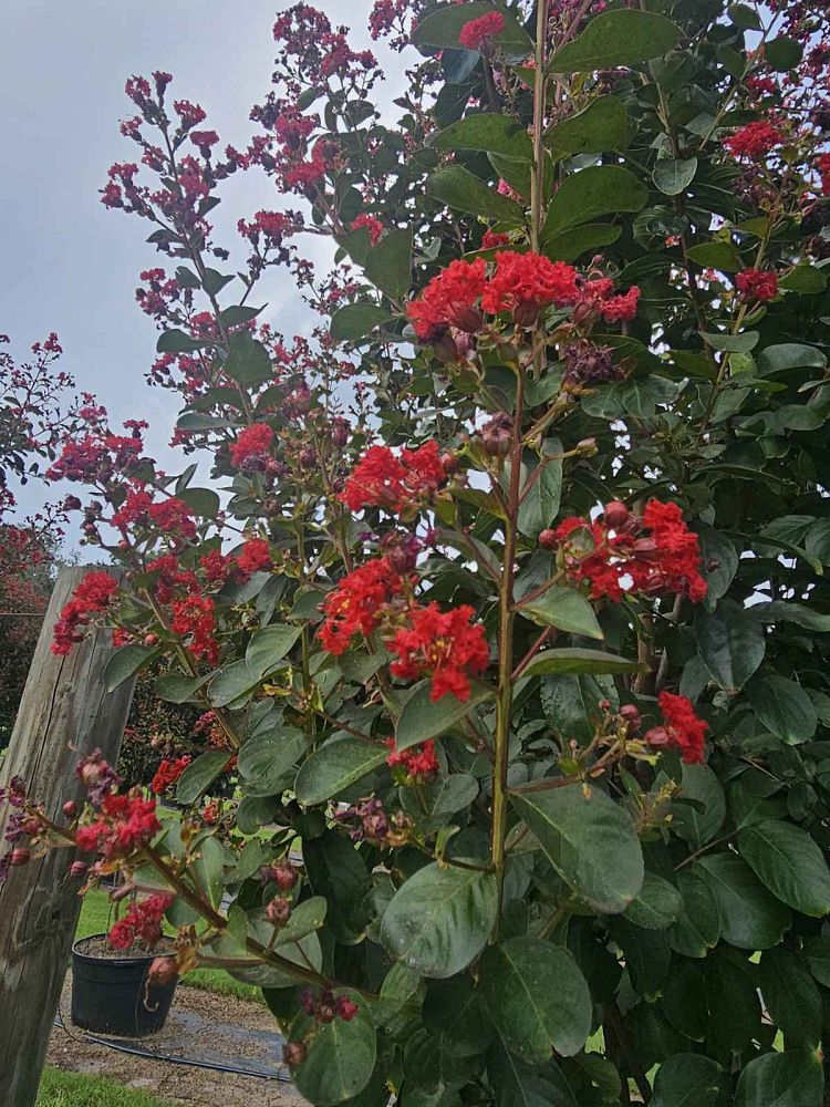 lagerstroemia-colorama-scarlet-crape-myrtle
