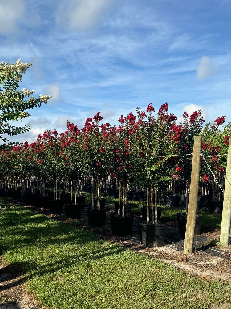 lagerstroemia-colorama-scarlet-crape-myrtle