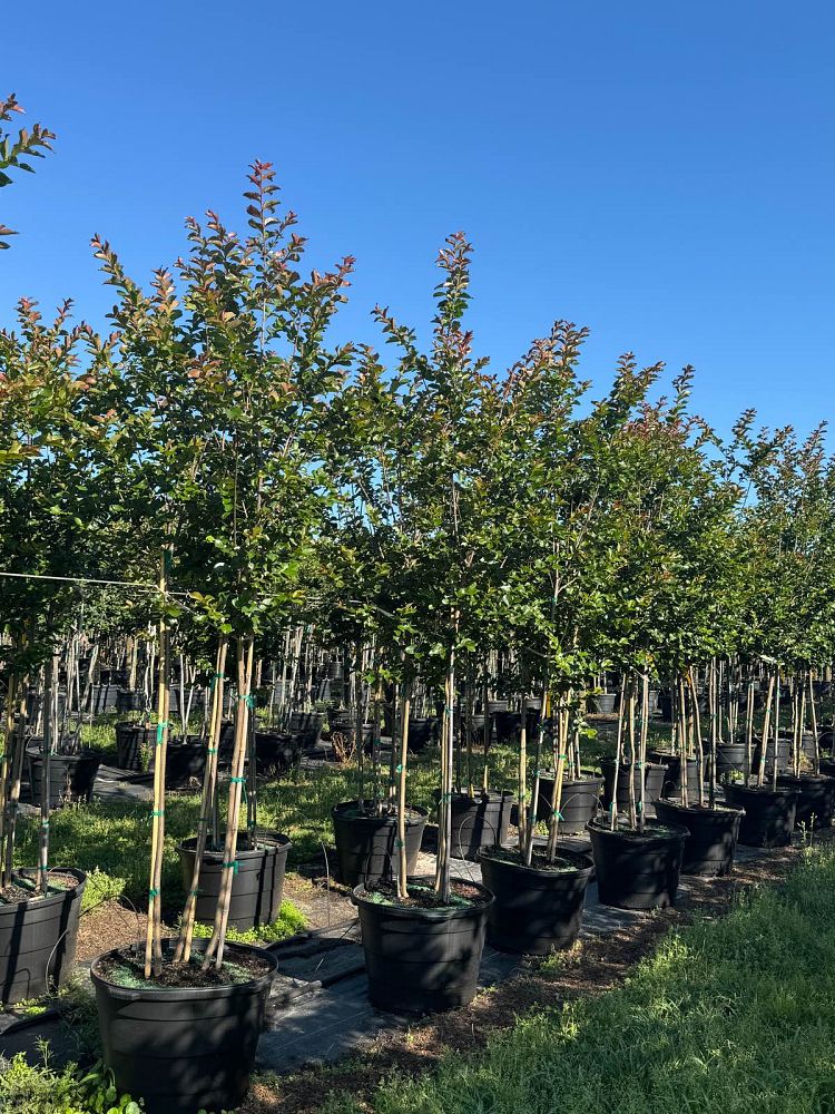 lagerstroemia-colorama-scarlet-crape-myrtle