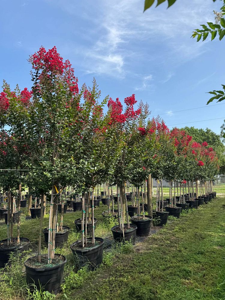 lagerstroemia-colorama-scarlet-crape-myrtle