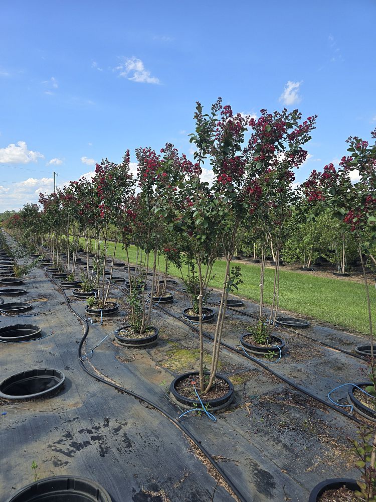 lagerstroemia-colorama-scarlet-crape-myrtle