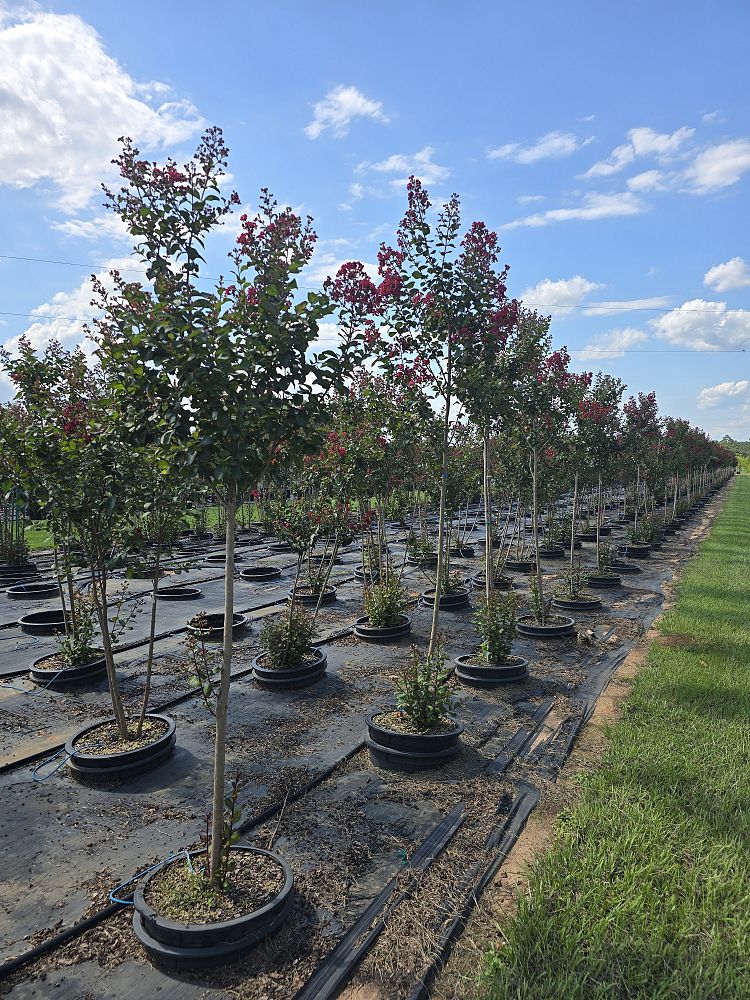 lagerstroemia-colorama-scarlet-crape-myrtle