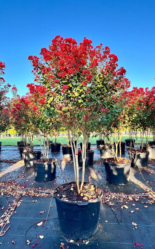 lagerstroemia-colorama-scarlet-crape-myrtle