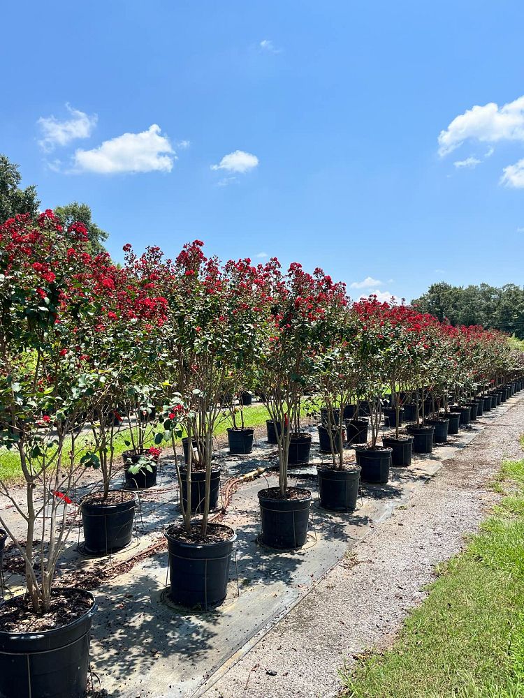 lagerstroemia-colorama-scarlet-crape-myrtle