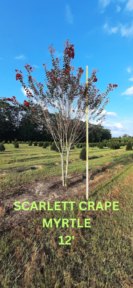 lagerstroemia-colorama-scarlet-crape-myrtle