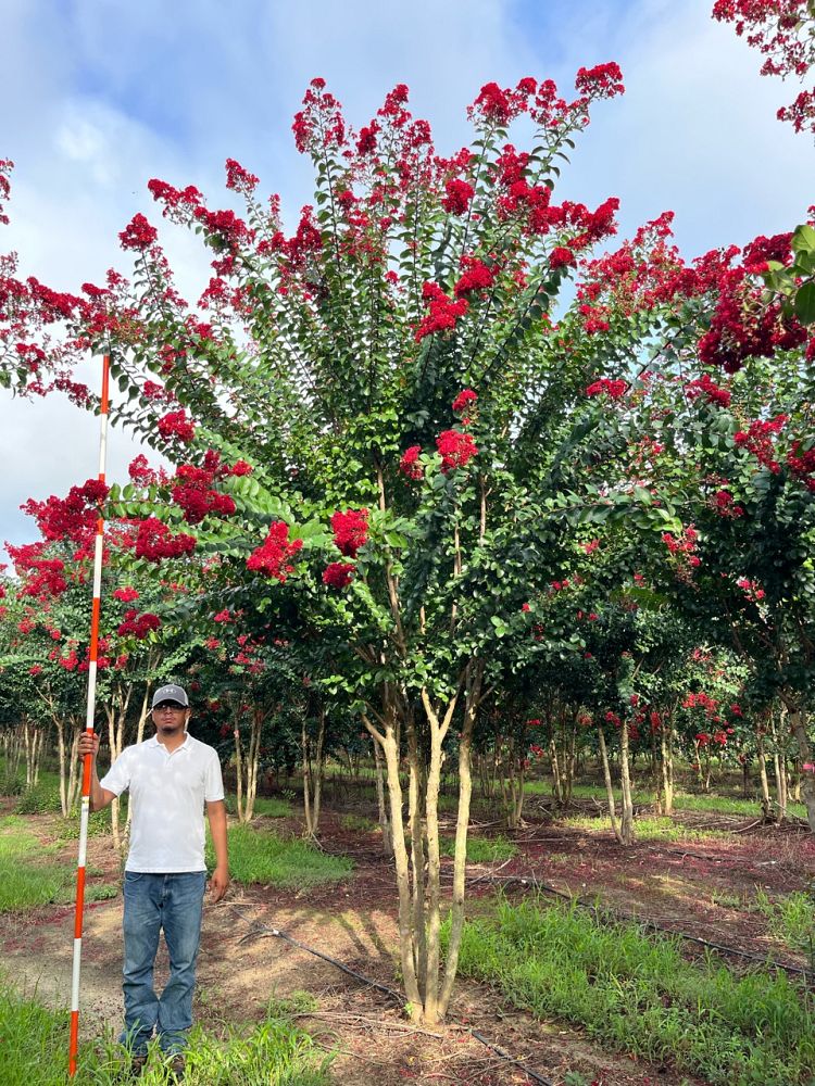 lagerstroemia-colorama-scarlet-crape-myrtle