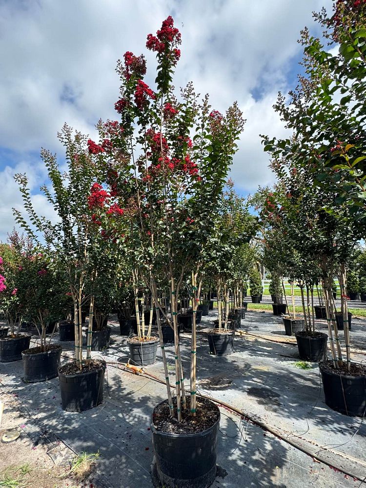 lagerstroemia-colorama-scarlet-crape-myrtle