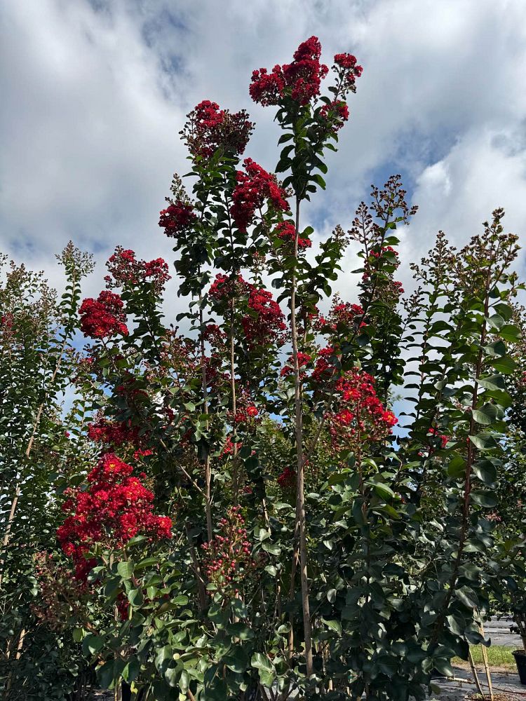 lagerstroemia-colorama-scarlet-crape-myrtle