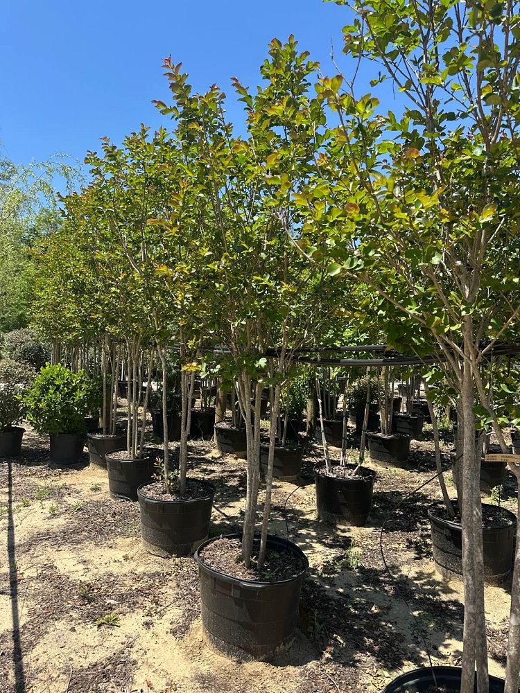 lagerstroemia-colorama-scarlet-crape-myrtle