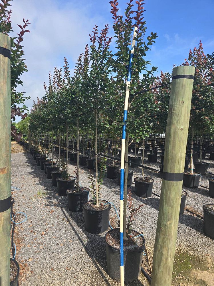 lagerstroemia-colorama-scarlet-crape-myrtle