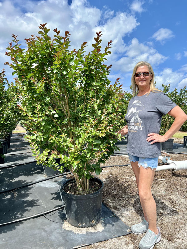 lagerstroemia-colorama-scarlet-crape-myrtle