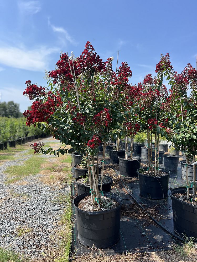 lagerstroemia-colorama-scarlet-crape-myrtle
