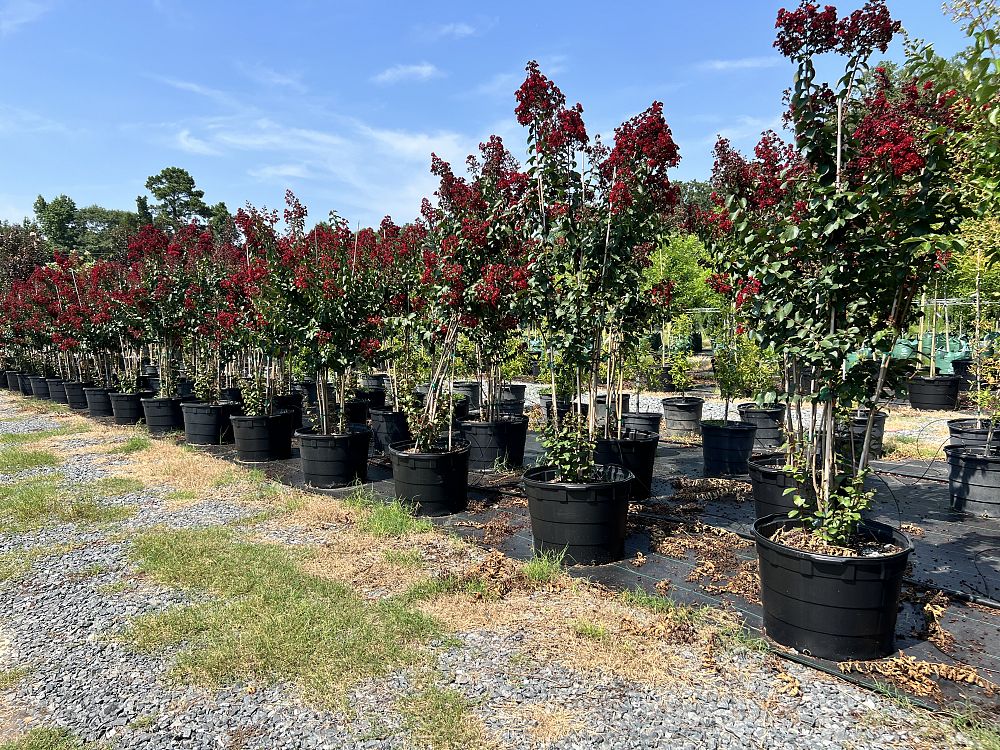 lagerstroemia-colorama-scarlet-crape-myrtle