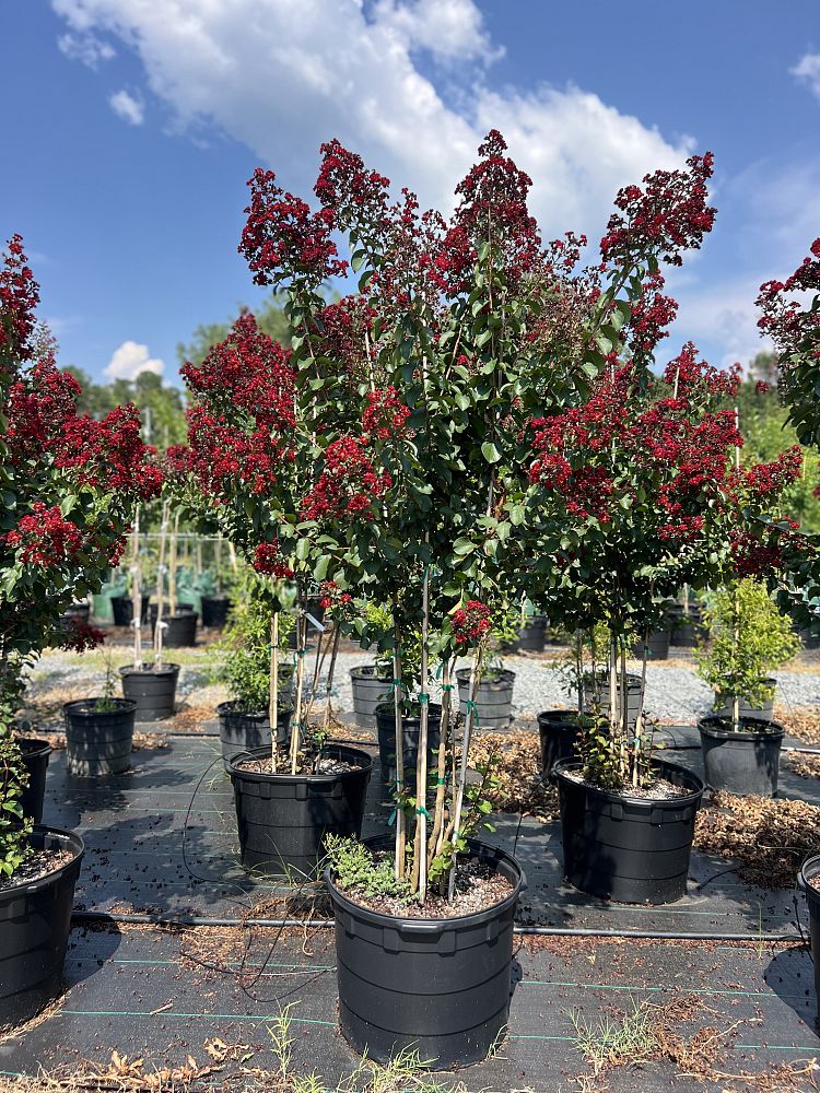 lagerstroemia-colorama-scarlet-crape-myrtle