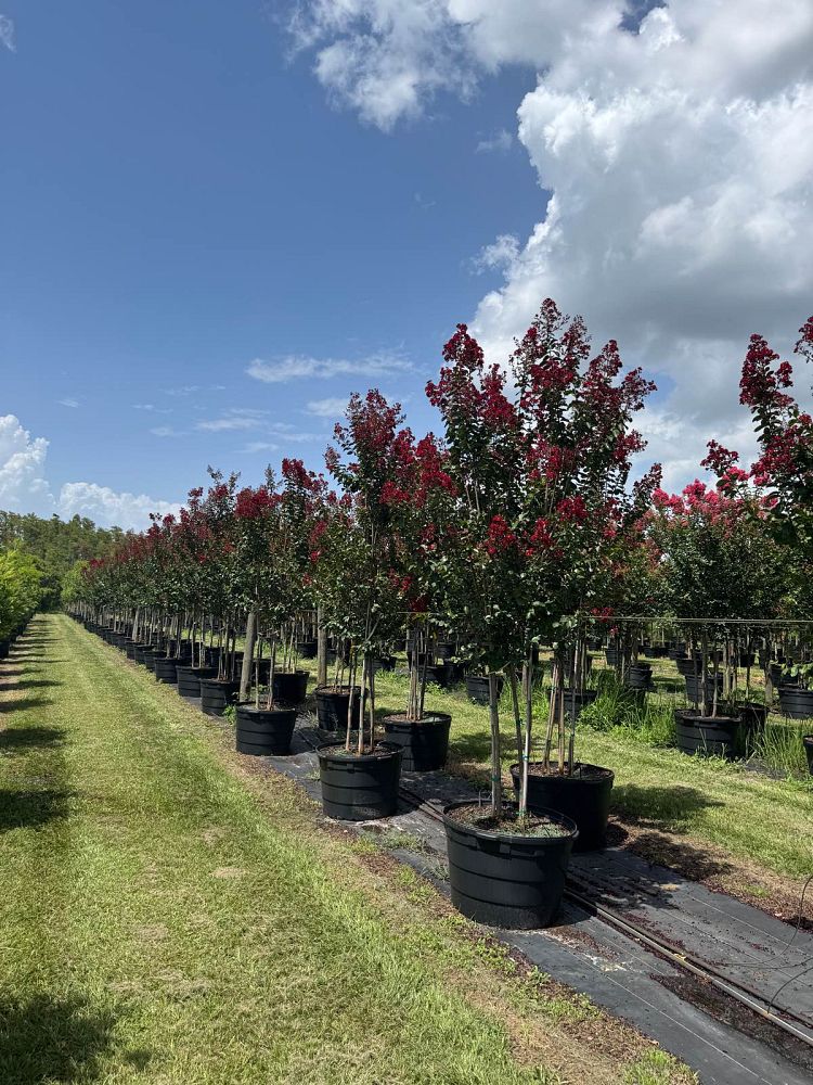 lagerstroemia-colorama-scarlet-crape-myrtle