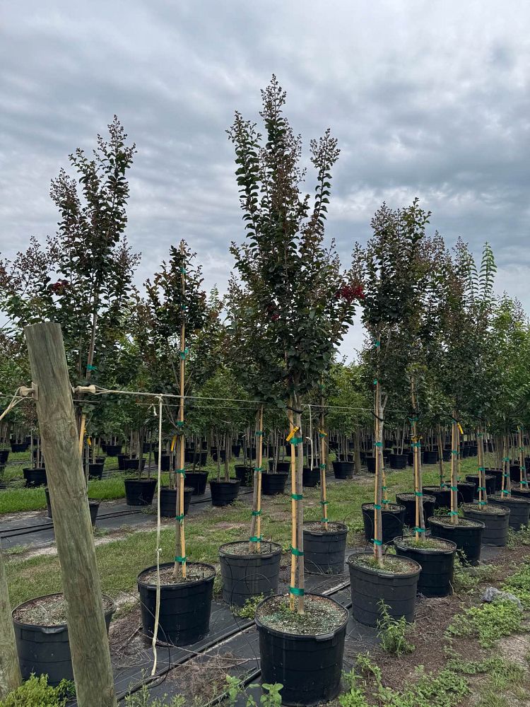 lagerstroemia-colorama-scarlet-crape-myrtle