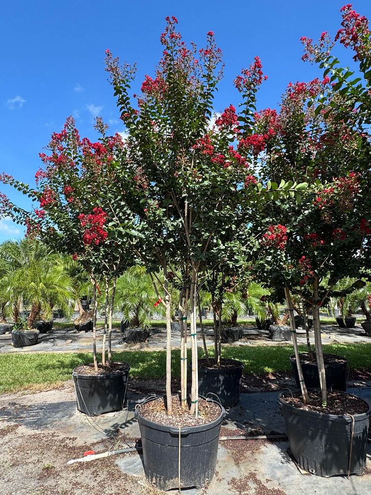 lagerstroemia-colorama-scarlet-crape-myrtle