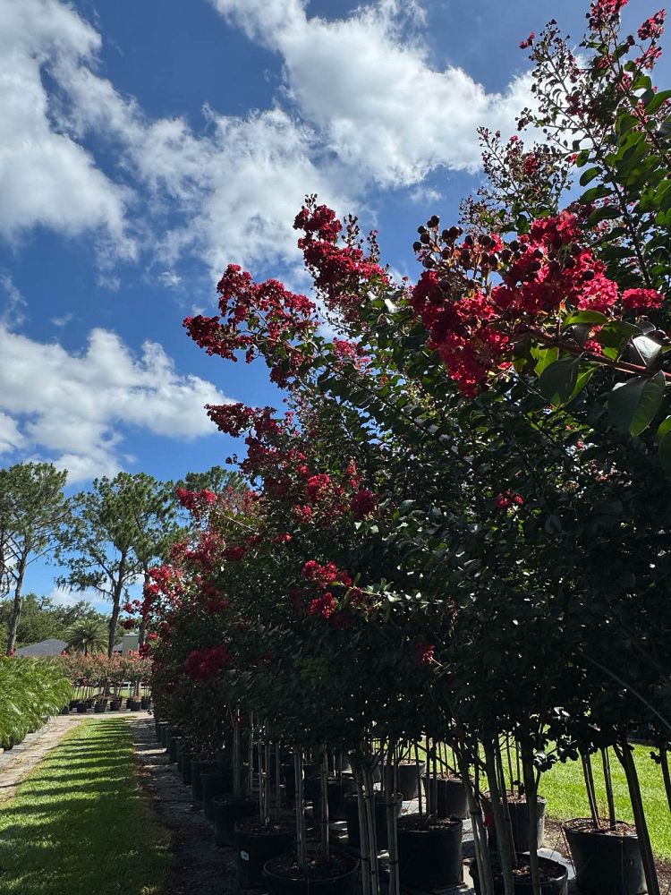 lagerstroemia-colorama-scarlet-crape-myrtle
